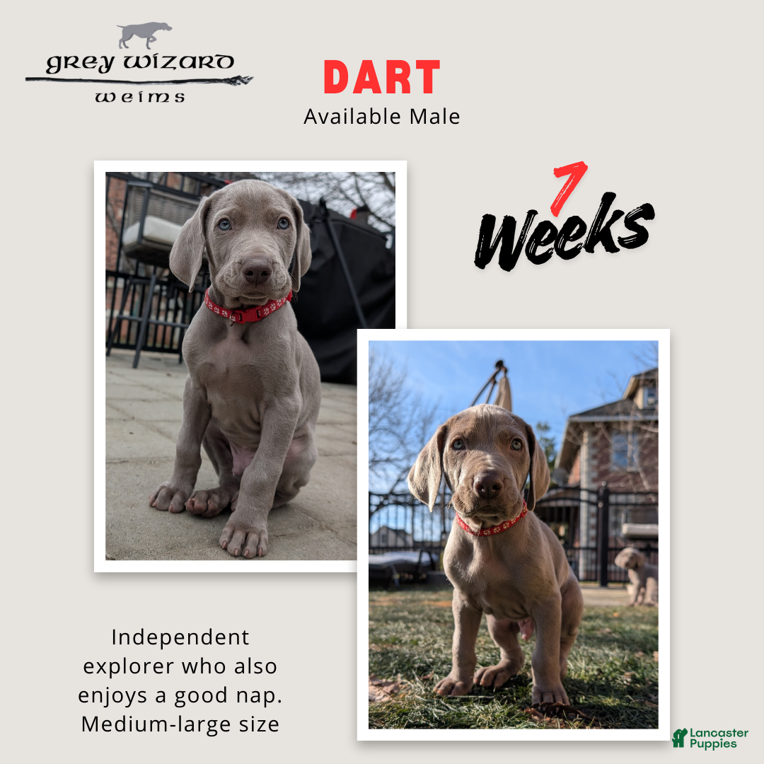 Weimaraner dogs Dart - Ad 5