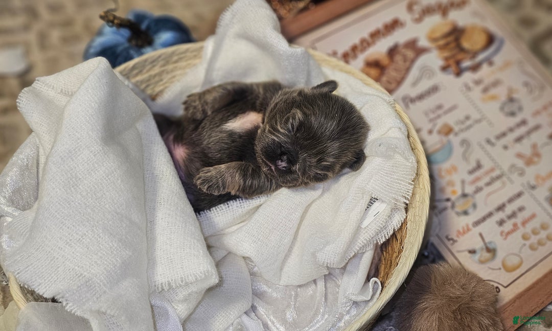 French Bulldog dogs for sale: Biscotti AKC Fluffy  - Ad 21