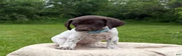 German Shorthaired Pointer dogs for sale: German Shorthaired Pointer Puppy 10 - Ad 1