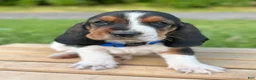 Basset Hound dogs for sale: Oscar - Ad 10