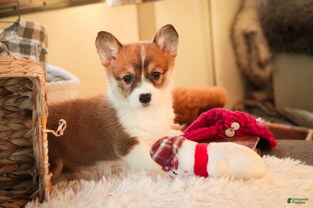Welsh Corgi Pembroke dogs for sale: Waffle - Ad 9