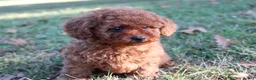 Toy Poodle dogs for sale: Percival - Ad 4