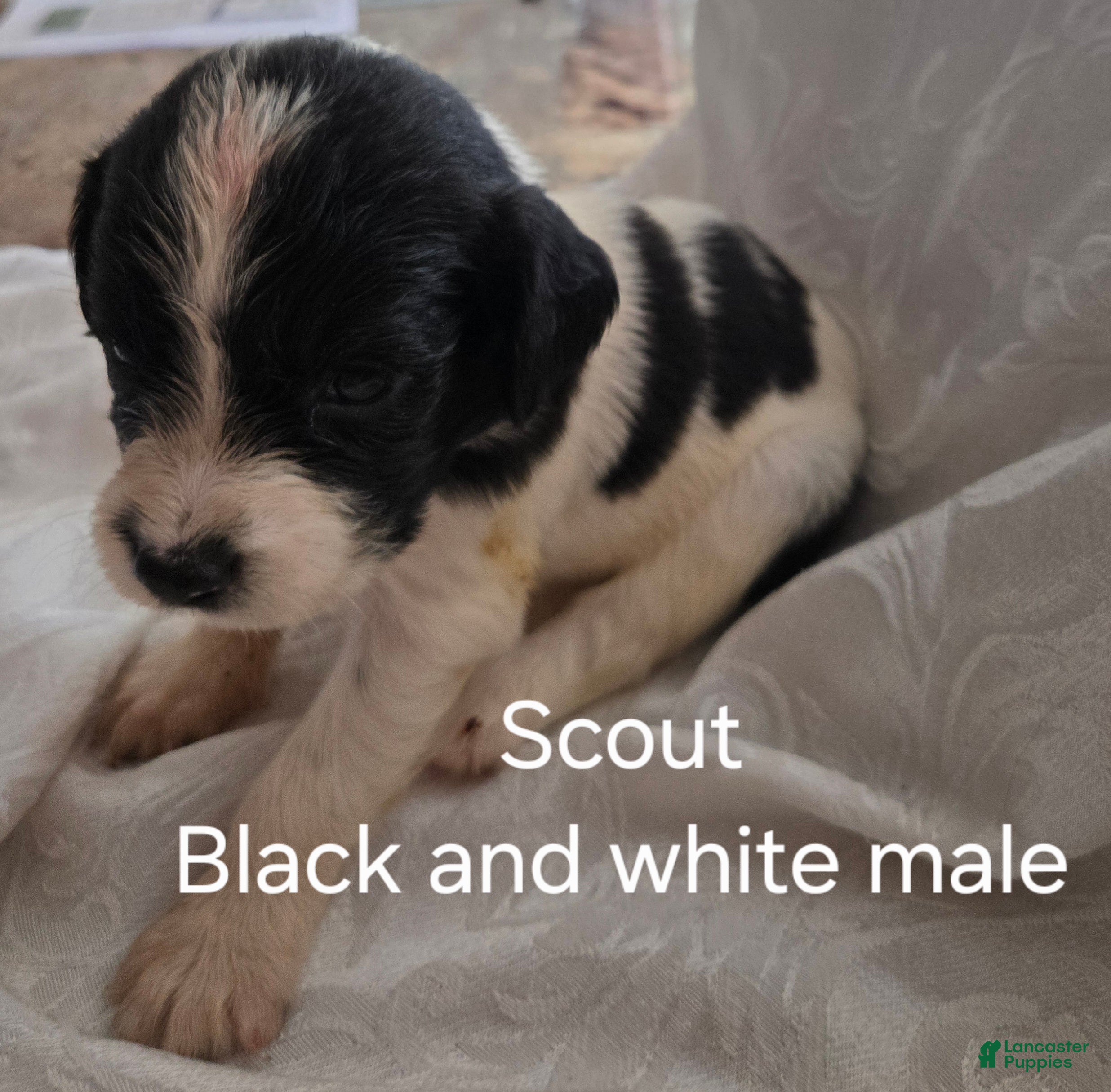 English Springer Spaniel dogs Scout - Ad 1