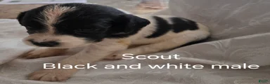 Scout