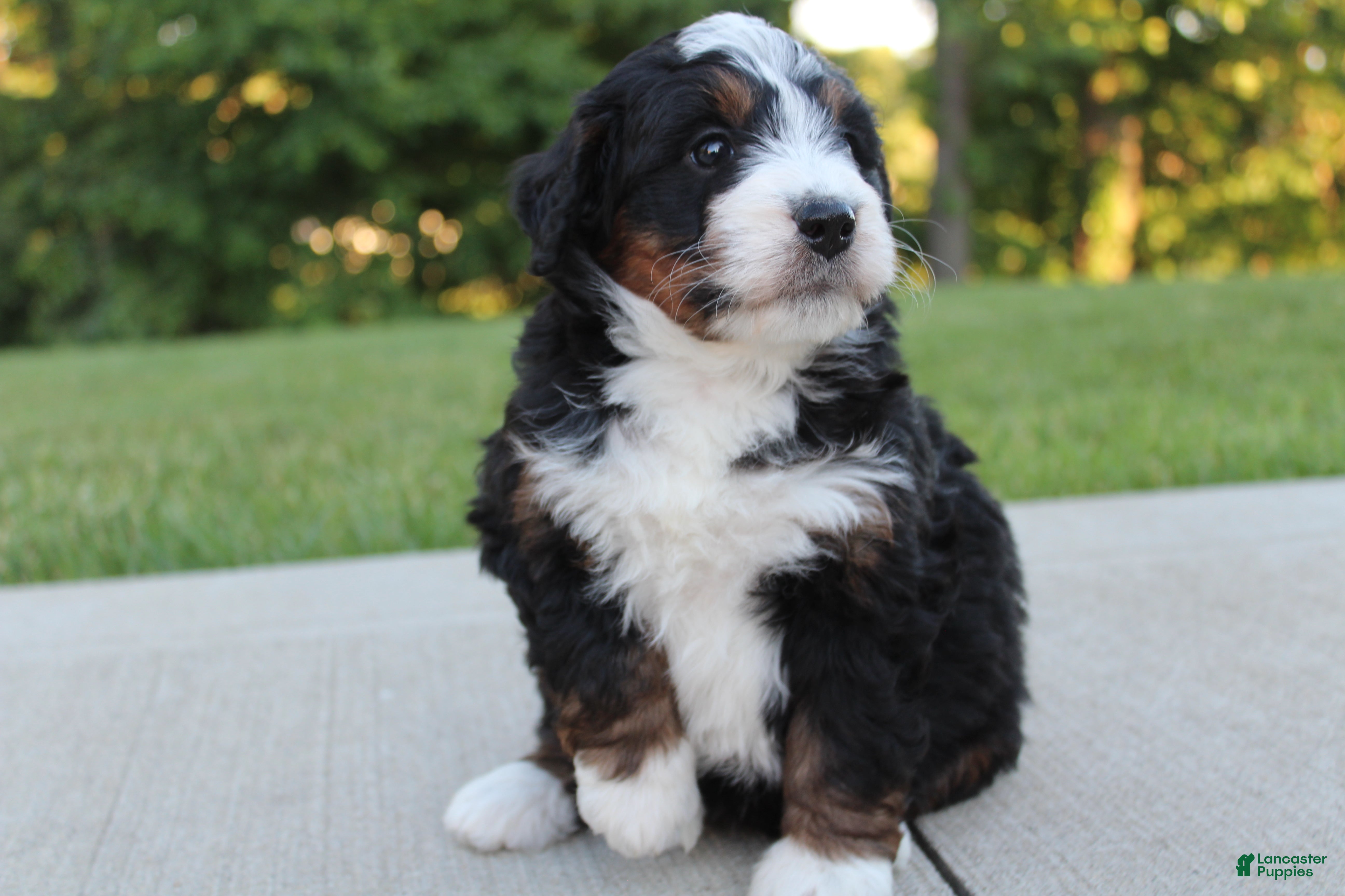 Mini Bernedoodle dogs Nellie  - Ad 1