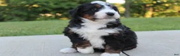 Mini Bernedoodle dogs for sale: Nellie  - Ad 1
