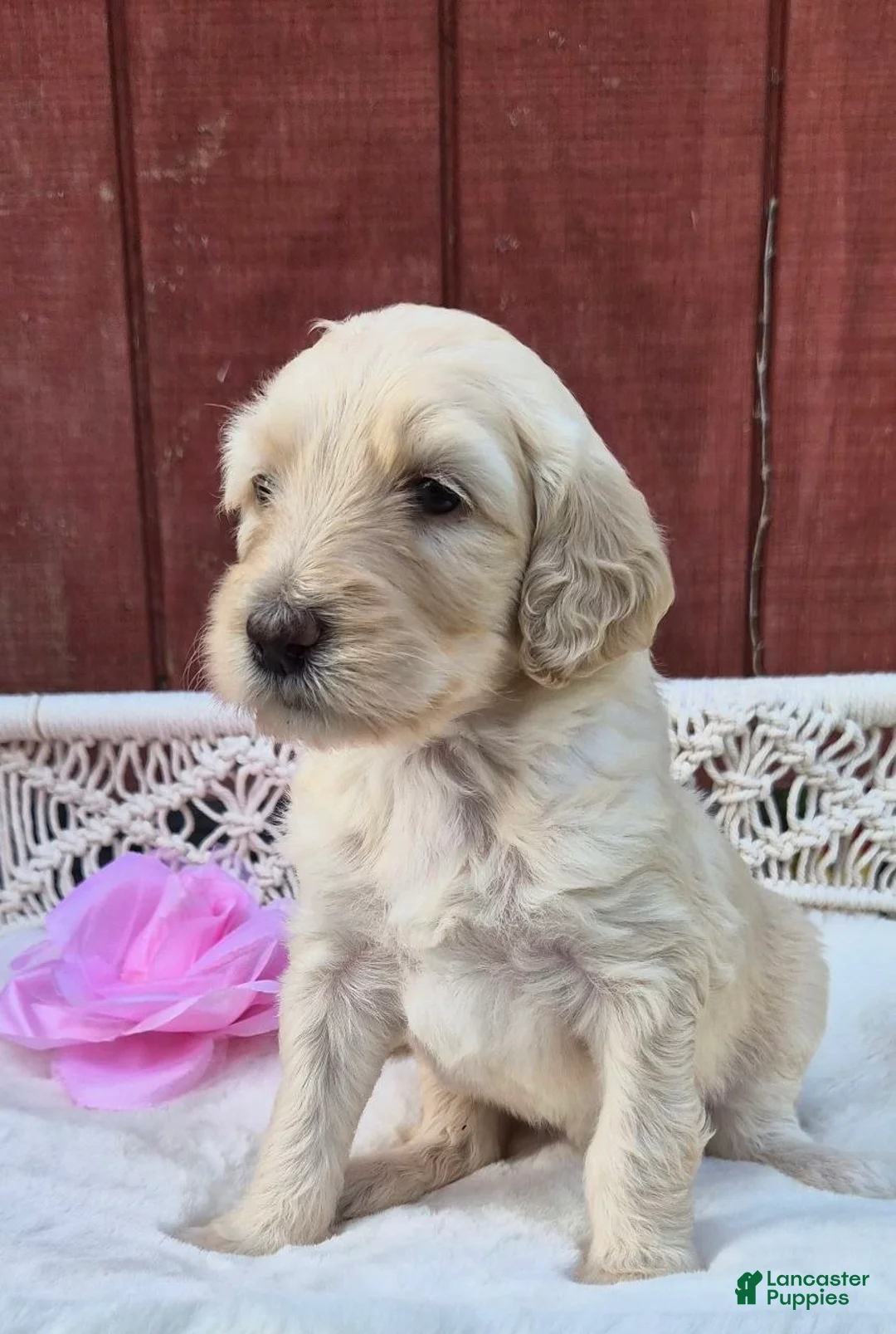 Goldendoodle dogs for sale: Bell - Ad 2