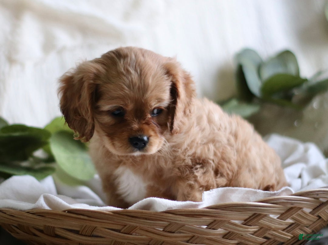 Cavalier King Charles Spaniel dogs for sale: Shawn - Ad 4