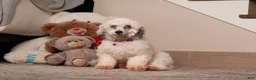 Miniature Poodle dogs for sale: Bandit - Ad 4