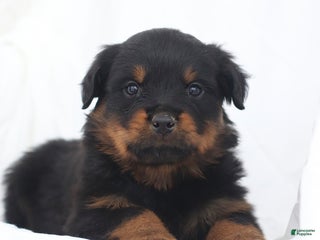 Rottweiler dogs Axel - Ad 37