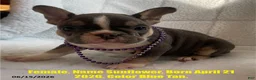 French Bulldog dogs for sale: Sunflower - Ad 1
