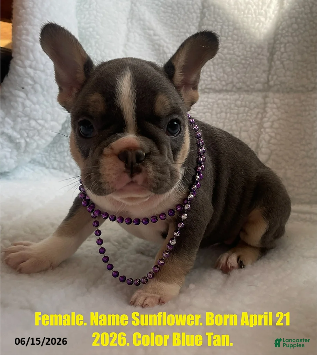 French Bulldog dogs for sale: Sunflower - Ad 1