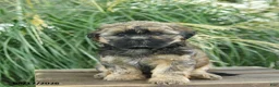 Mixed Breed dogs for sale: Mickey - Ad 3