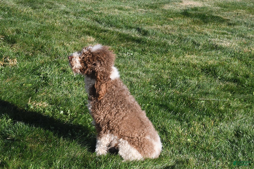 Mixed Breed dogs for sale: Midnight - Ad 6