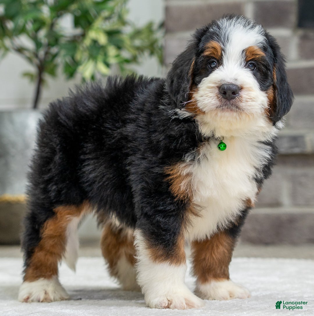 Bernese Mountain Dog dogs for sale: Theo - Ad 2