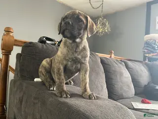 Cane Corso dogs Cane Corso Puppy 1 - Ad 33