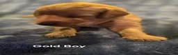 Golden Retriever dogs for sale: Gold Boy - Ad 7