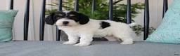 Cavapoo dogs for sale: Daisy - Ad 8