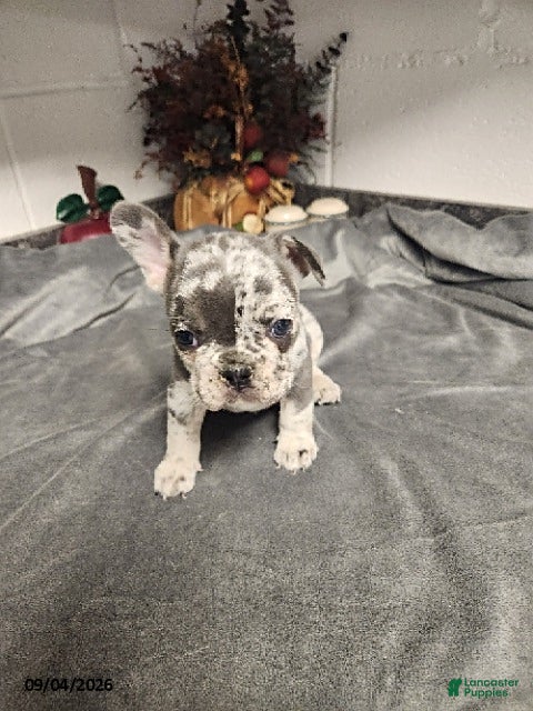 French Bulldog dogs Archer - Ad 2