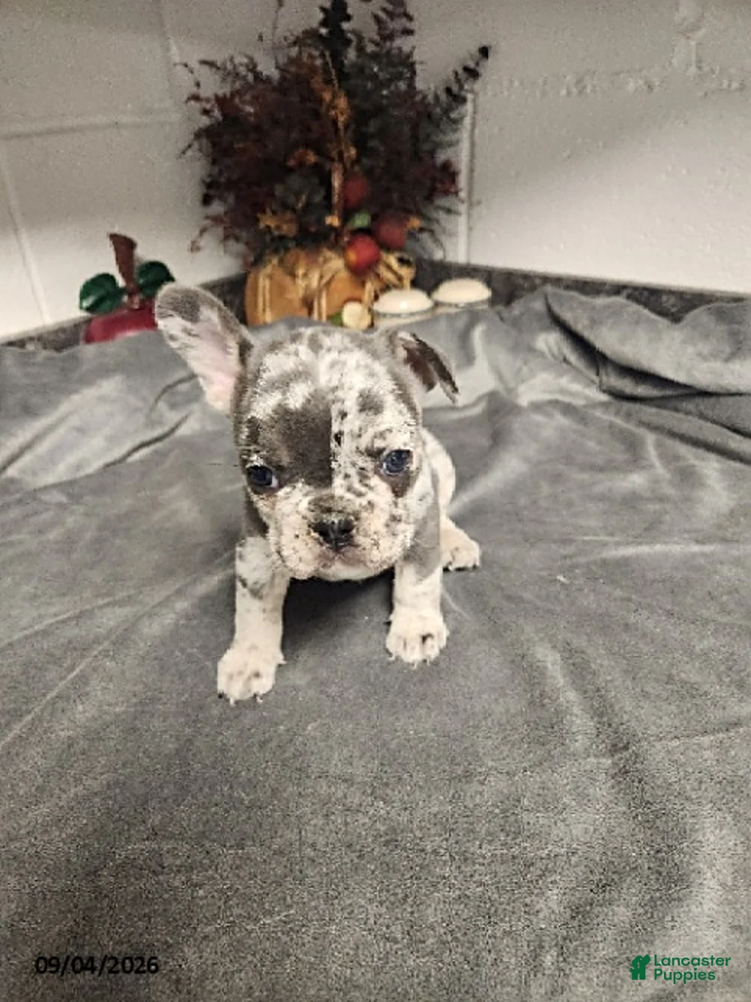 French Bulldog dogs for sale: Archer - Ad 2