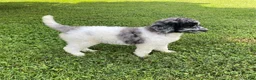 Standard Poodle dogs for sale: Tess- genetic clear - Ad 3