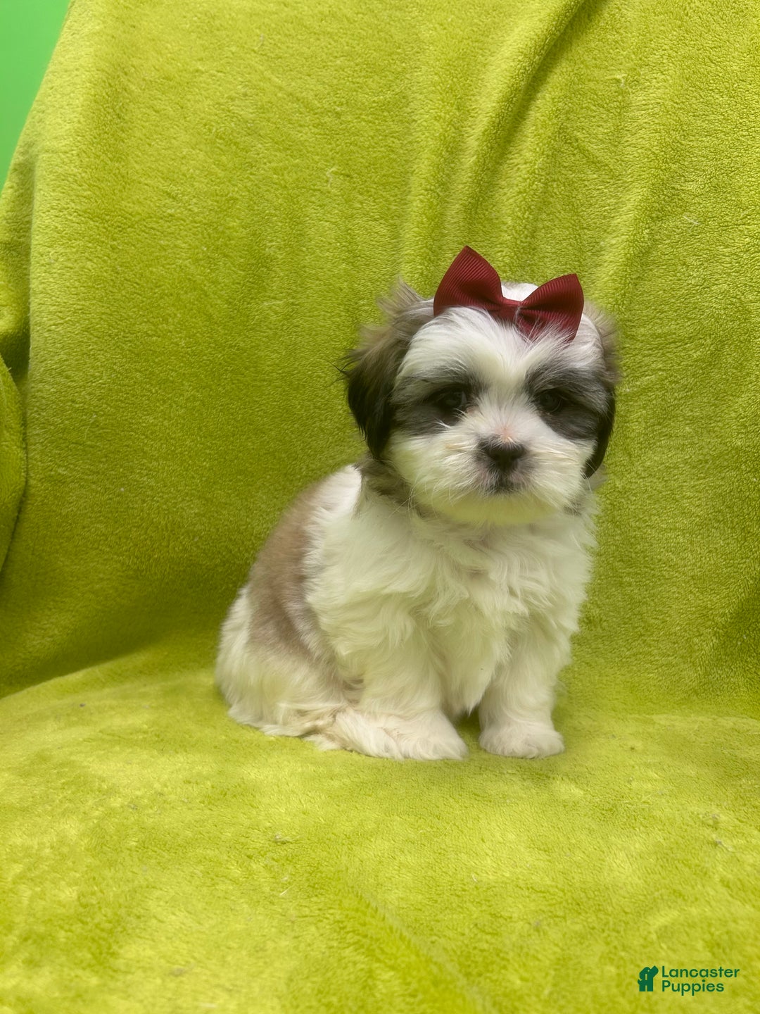 Teddy Bear dogs for sale: Teddy Bear Puppy 2 - Ad 1