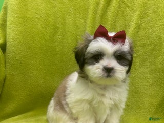 Teddy Bear dogs Teddy Bear Puppy 2 - Ad 35