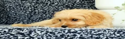 Cavapoo dogs for sale: Winston - Ad 3
