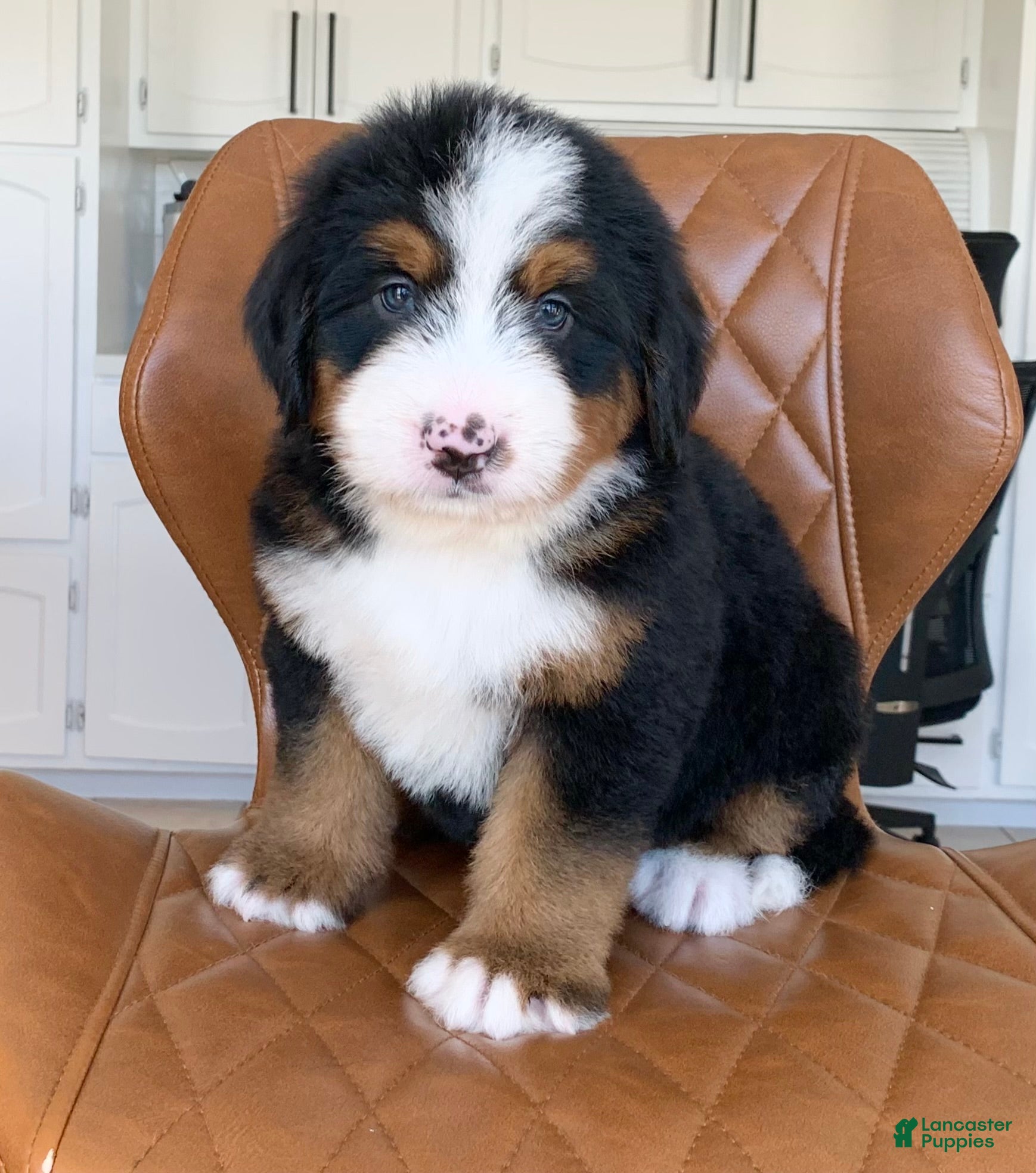 Bernedoodle dogs Oliver - Ad 2