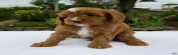 Cavapoo dogs for sale: Glory - Ad 4