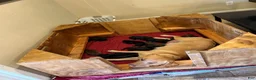 Labrador Retriever dogs for sale: Labrador Retriever 2 - Ad 3