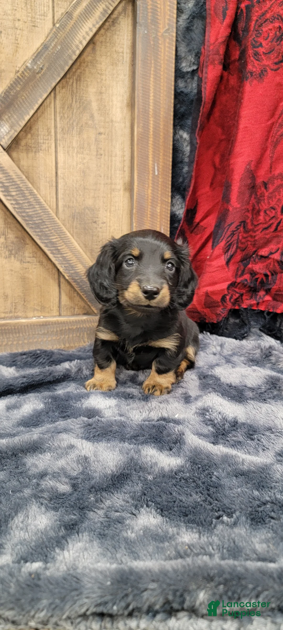 Dachshund dogs for sale: Gritty - Ad 5