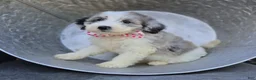 Mini Sheepadoodle dogs for sale: Trish - Ad 2