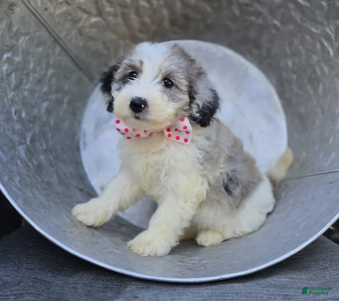 Mini Sheepadoodle dogs for sale: Trish - Ad 2