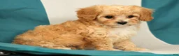 Cavapoo dogs for sale: Mason - Ad 8