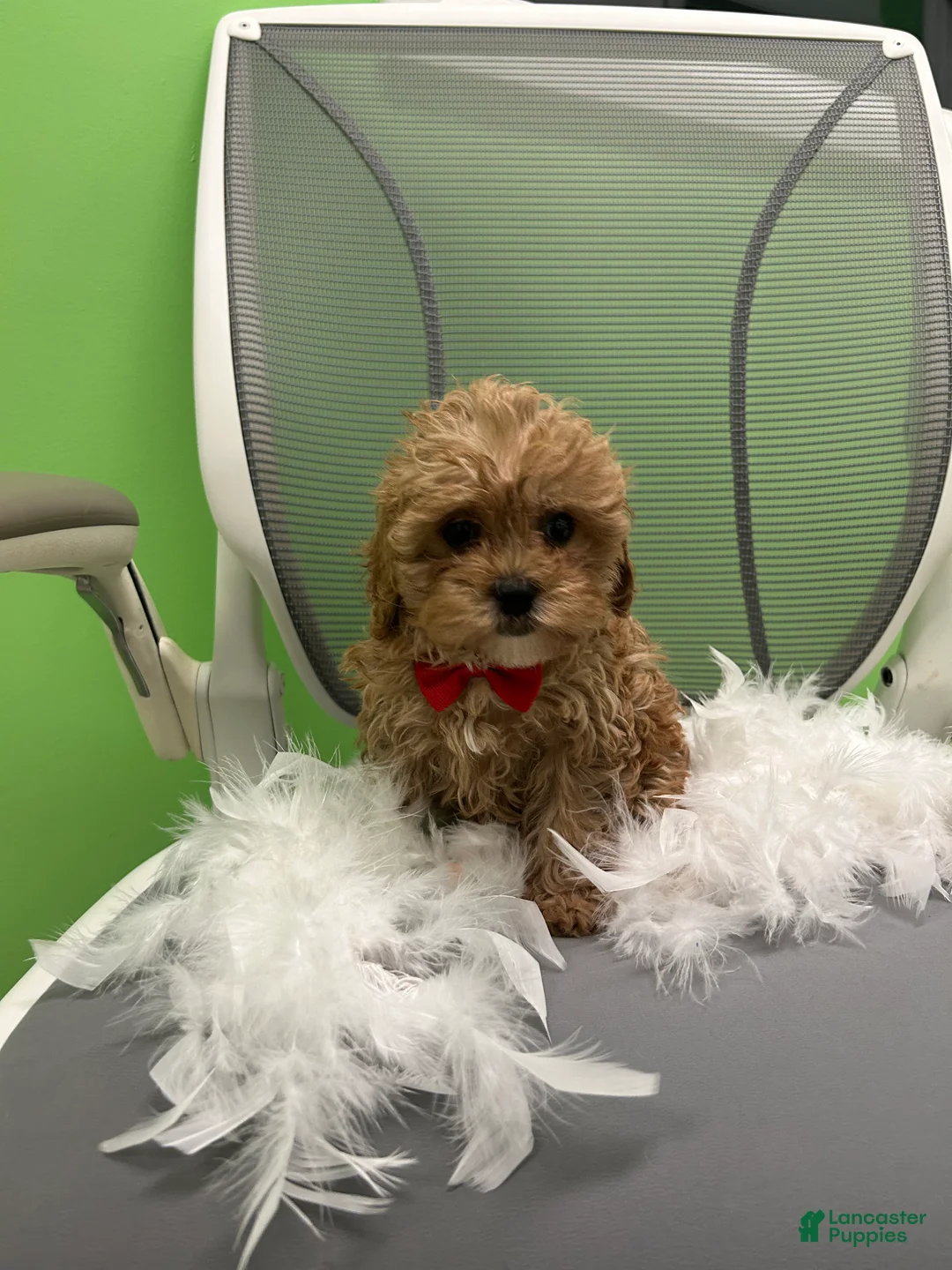 Mixed Breed dogs for sale: Mixed Breed 2 - Ad 1