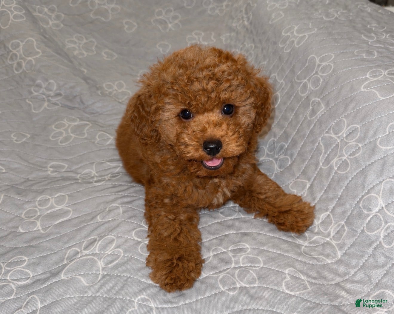 Toy Poodle dogs Toy Poodle 1 - Ad 21