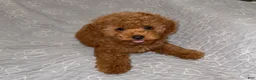Toy Poodle dogs for sale: Toy Poodle 1 - Ad 1