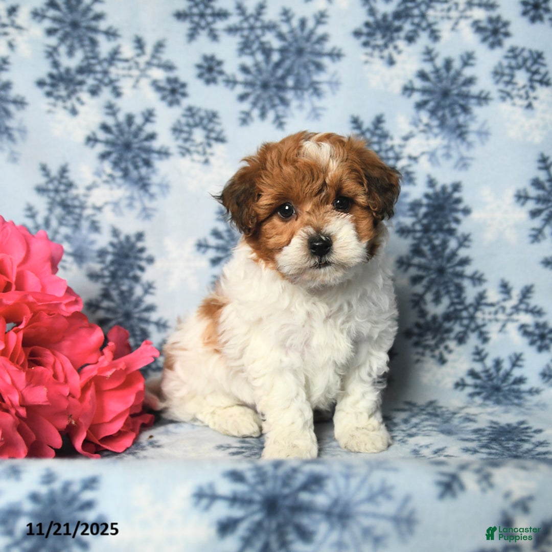 Havapoo dogs for sale: Frisky - Ad 1