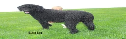 Portuguese Water Dog dogs for sale: Ivy - Ad 4