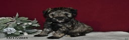Miniature Schnauzer dogs for sale: Lily - Ad 3