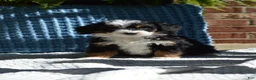 Mini Bernedoodle dogs for sale: Rosie - Ad 4