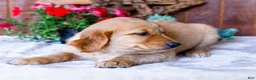 Golden Retriever dogs for sale: Lilac - Ad 3