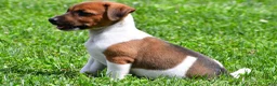 Jack Russell Terrier dogs for sale: Chief - Ad 3