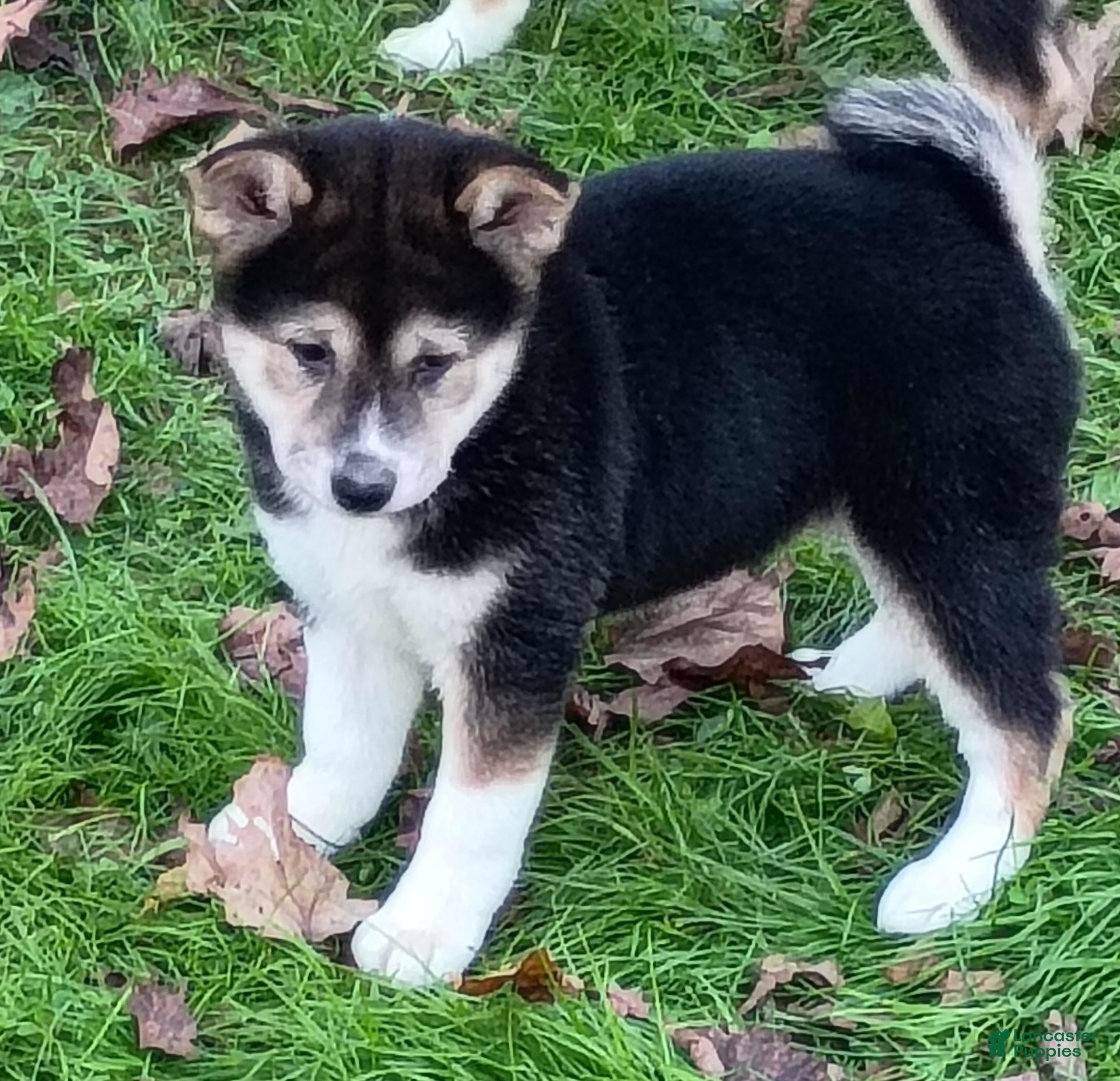 Shiba Inu dogs for sale: Keno Ready now  - Ad 1
