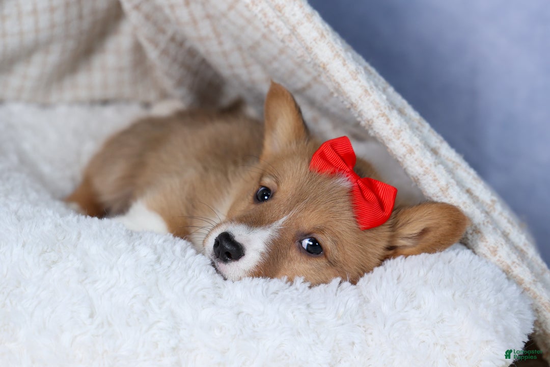 Welsh Corgi Pembroke dogs for sale: Alex - Ad 10