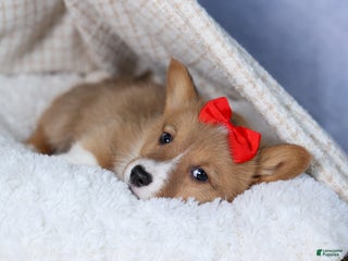 Welsh Corgi Pembroke dogs Alex - Ad 25