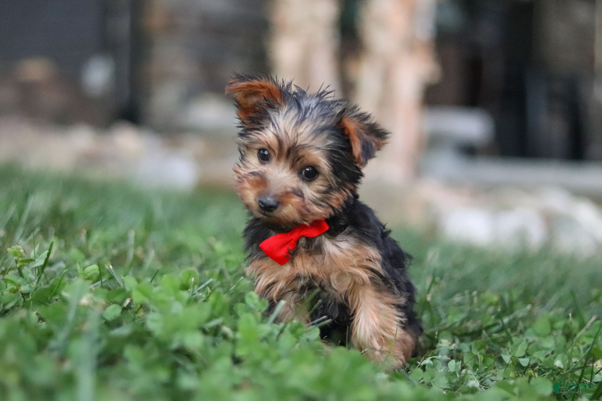 Yorkshire Terrier dogs Bo - Ad 2