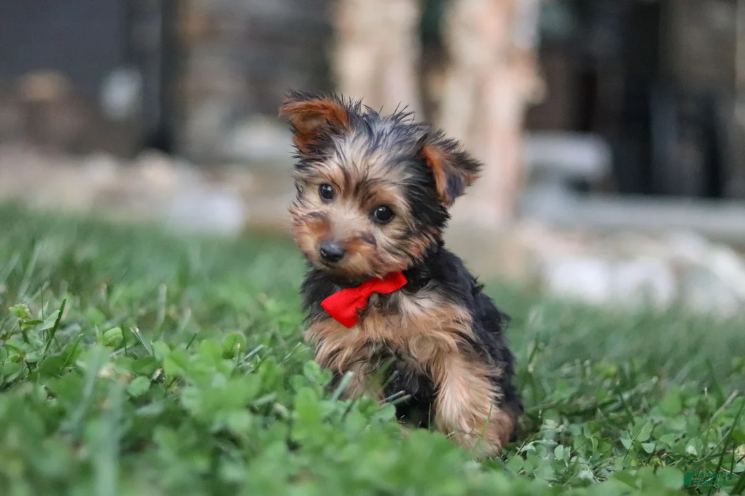 Yorkshire Terrier dogs for sale: Bo - Ad 2