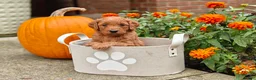 Goldendoodle dogs for sale: Cinnamon - Ad 8